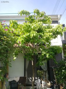 Cornus florida, dogwood tree, ハナミズキ