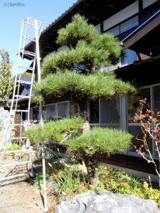 Japanese red pine, matsu, 赤松、マツ